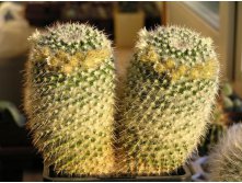 Mammillaria karwinskiana ssp.nejapensis