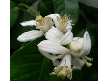 лимоновый цвет