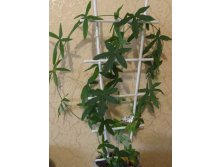 пассифлора