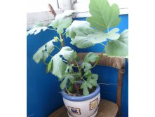 лосик инжир. два сорта 