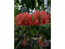   Hibiscus schizopetalus. Mast.