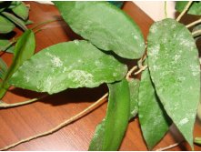 Hoya caudata 