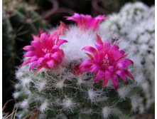 Mammillaria polythele 07.07.2010