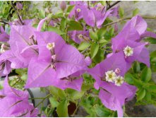 Bougainvillea  buttiana 