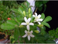 мурочка цветет