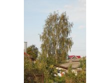 30.08.2010 0:39:40