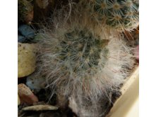 Mammillaria bocasana