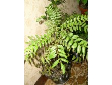 мурочка черная