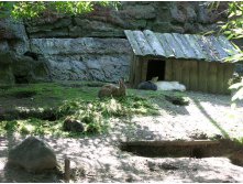 05 клорики-ушарики