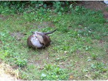 09 тыдры.. пардон.. выдры дерутся