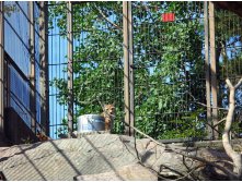 10 рысь - опасная кись