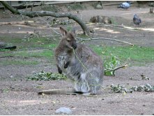 15 помогите кенгуру, потому что поутру кенгуру в своем кармане обнаружила дыру!