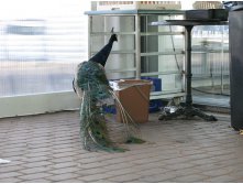 28 павлин - птица гордая, но пока никто не видит...