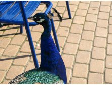 32 позировать? за сосиску! или хоть за чипсы!