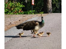 44 клуша, хоть и павлиниха