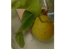 лимон