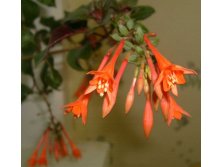 букет фуксии