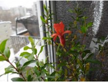 гранат нана зимует на лоджии