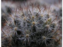 Mammillaria prolifera 23.01.2011