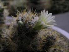 Mammillaria prolifera aff.zublerae 23.01.2011