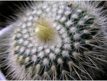 Parodia chrysacanthion 23.01.2011