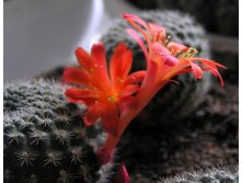 Rebutia minuscula 23.01.2011