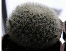 Rebutia narvaecensis 23.01.2011