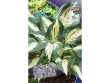 Hosta Lakeside Cupcake.jpg