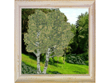 Березы_407
