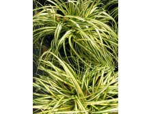 71,55. (CAREX)  (   2 .,   1.).jpg