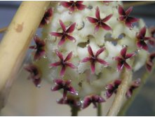 Hoya erythrostemma   Big leaves and big    fully red corona.   Petchaburee