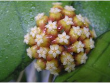 HOYA CALLISTOPHYLLA