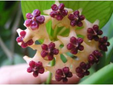 Hoya polyneura