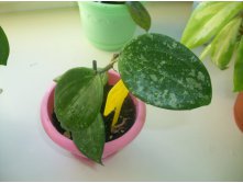 Hoya macrophylla splash.JPG