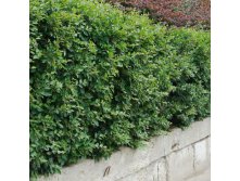    -, ,  ,  ,  415,00.jpg