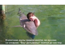 вау, дельфины.jpg