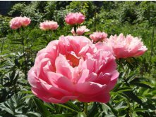 Pink Hawaiian Coral