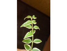 bella (albomarginate leaf form) (  )