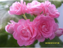 Swanland Pink/Australien Pink Rosebud