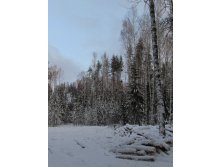 IMG_4432.JPG