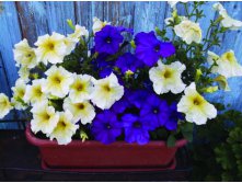 DSCF7190.jpg