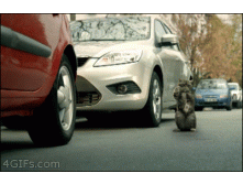 Cat-directs-car-accident (1).gif