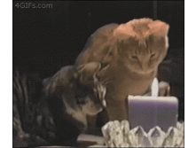 Cat-snuffs-candle-smoke-reaction.gif