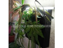 фитомини.jpg