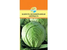 КАПУСТА БЕЛОКОЧАННАЯ АМТРАК F1_28.20+%