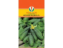 ОГУРЕЦ МАДИТА F1_35.80+%