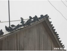 коллективизм