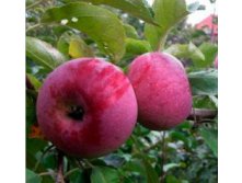 Яблоня Алеся.jpg