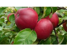 Яблоня Веньяминовское.jpg