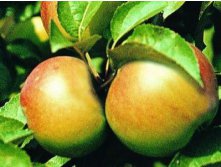 Яблоня Вербное.jpg